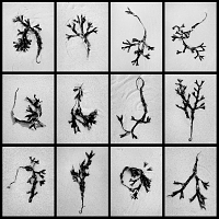 blaaswier (fucus vesiculosus) 9-2014